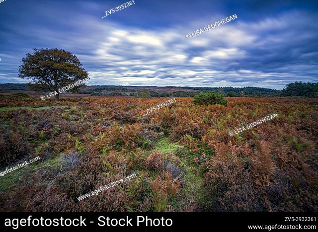 Mogshade Hill in the New Forest National Park, Hampshire, England, Uk