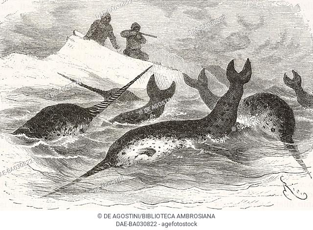 Hunting narwhals, drawing by Edouard Riou (1833-1900) from Polaris Expedition and Six Months on an Ice-floe, 1870-1873, by Lieutenant George E Tyson (1829-1906)