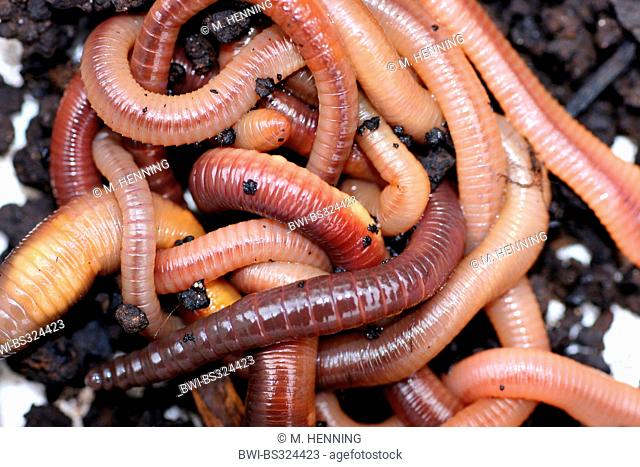 common earthworm, earthworm; lob worm, dew worm, squirreltail worm, twachel (Lumbricus terrestris), in great number huddled up on soil ground