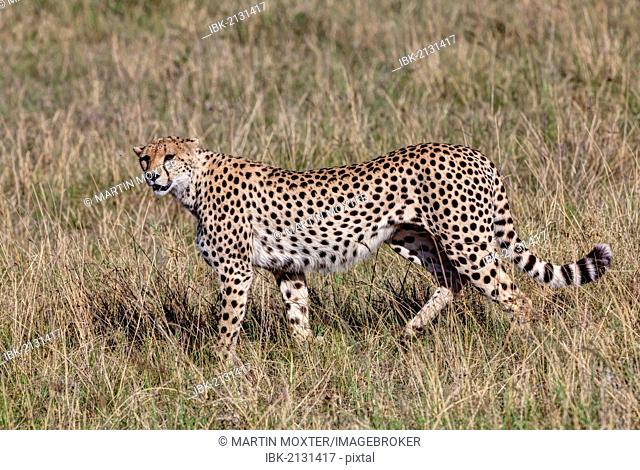 Cheetah (Acinonyx jubatus), Masai Mara National Reserve, Kenya, East Africa, Africa, PublicGround