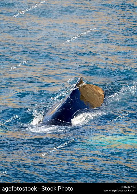 Humpback whale (Megaptera novaeangliae) in the Fjord Itilliarsuup Kangerlua, Uummannaq fjordsystem. North America, Greenland, danish territory, July