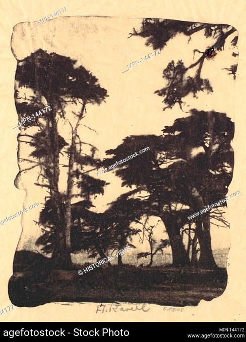 Cypress, Pebble Beach, California. Artist: Henry Ravell (American, 1860-1930); Date: 1910s; Medium: Gum bichromate print; Classification: Photographs