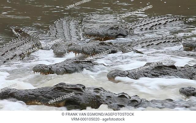 Nile Crocodile Crocodylus Niloticus gathering at the causeway to catch fish. Ndumo, South Africa