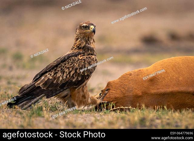 Tawny eagle stands by common impala carcase