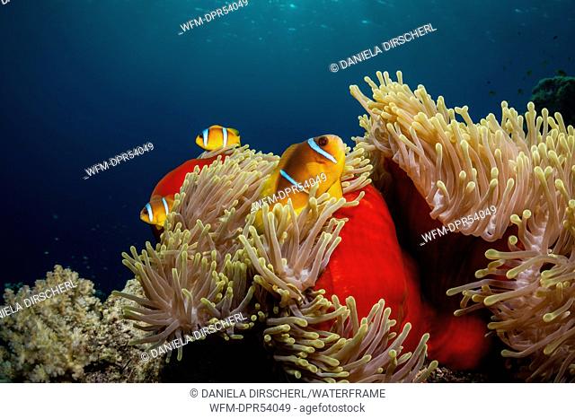 Twobar Anemonefish, Amphiprion bicinctus, Shaab Rumi, Red Sea, Sudan
