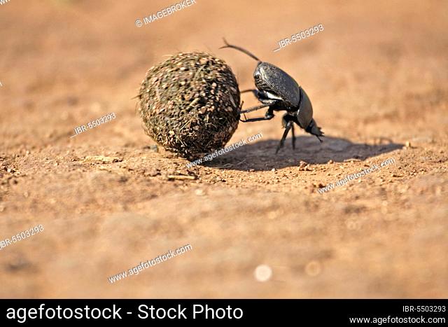 Dung Beetle rolling ball of elephant dung, Madkiwe National Park, South Africa (Pachylomeras femoralis)