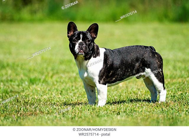 French bulldog on green grass