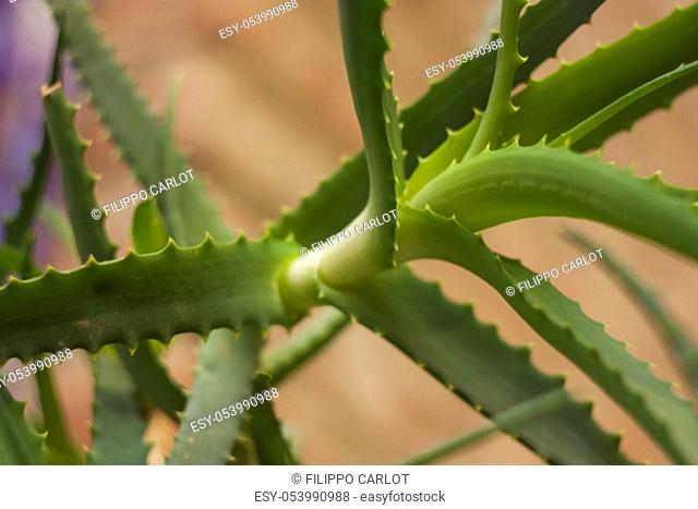 Detail of a leaf of the Aloe plant. An extraordinary plant and a thousand properties