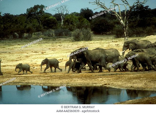 African Elephants Running to Waterhole, Wankie NP, Zimbabwe