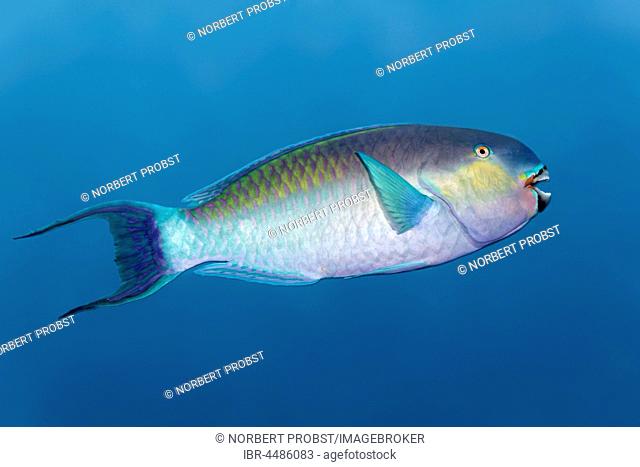 Bleekers Parrotfish (Chlorurus bleekeri) Indian Ocean, Maldives