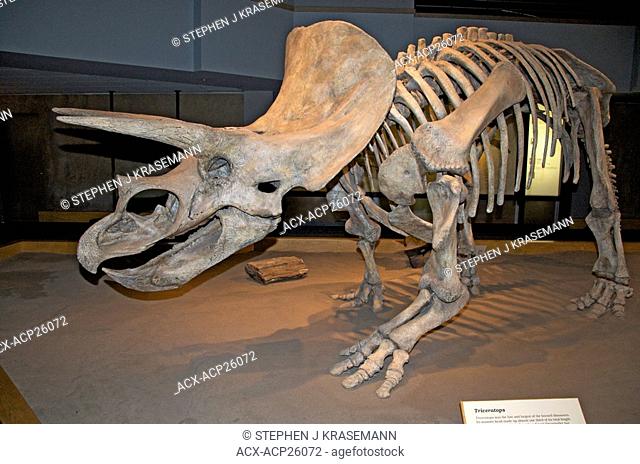 Triceratops horridus skeleton. Royal Tyrrell Museum, Alta, Canada