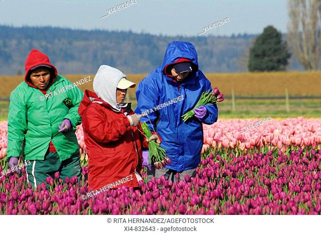 Group of three workers picking flowers in a Tulip's field