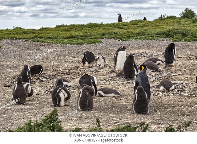 Magellanic Penguins, Martillo Island, Tierra del Fuego National park, Isla Grande del Tierra del Fuego, Tierra del Fuego, Antartida e Islas del Atlantico Sur