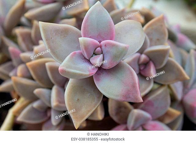 Succulent plant macro - succulent flower closeup