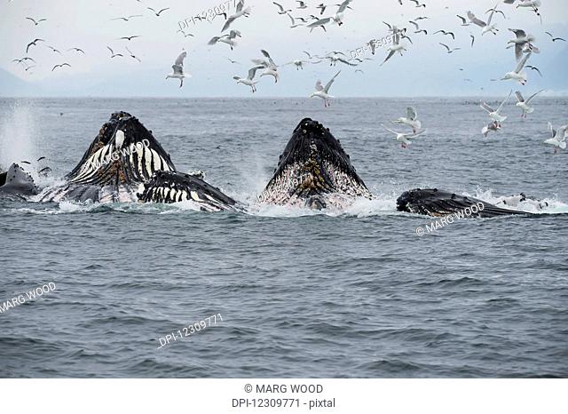 Humpback whales (Megaptera novaeangliae) bubble feeding in the Seward harbour; Seward, Alaska, United States of America