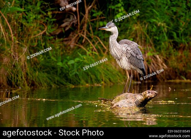 Grey heron, ardea cinerea, standing on fallen tree in water in summer. Long-legged bird looking on trunk in river. White feathered animal watching on wood in...