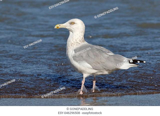 Adult Herring Gull (Larus argentatus) in non-breeding plumage on the shore of Lake Huron - Grand Bend, Ontario, Canada