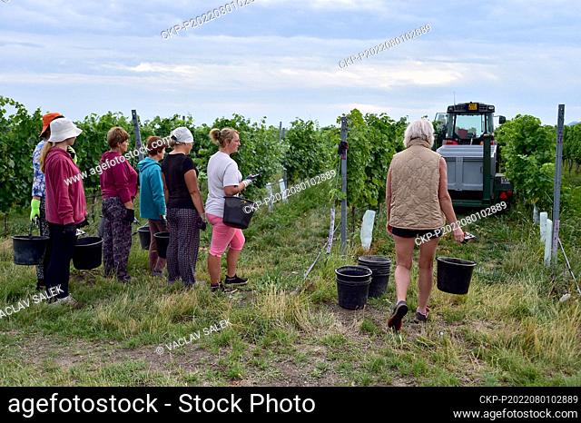 The first grapes of this year intended for processing into federweisser (burcak in Czech) began to be harvested August 1, 2022, in a vineyard near Brod nad Dyji