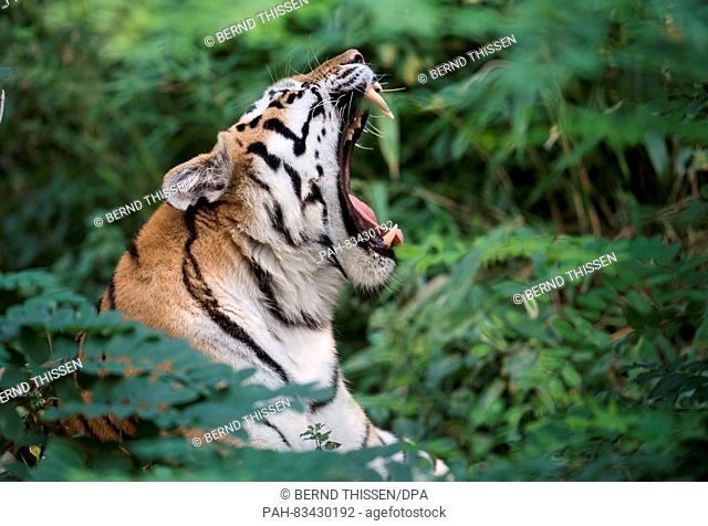 Tiger mother 'Dasha' yawns in the zoo in Duisburg,  Germany, 06 September 2016. The names for the two ten-week-old Siberian tiger cubs 'Makar' and 'Arila'...