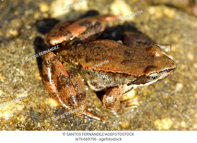 Iberian frog. Sierra de Gredos. Spain