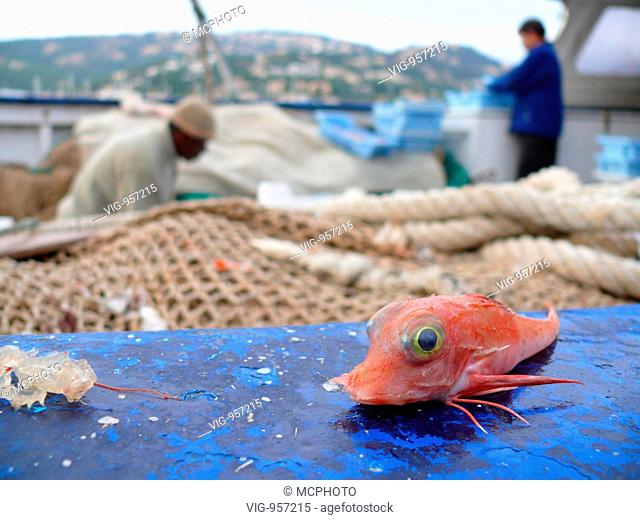 tub gurnard, sapphirine gurnard (Trigla lucerna, Chelidonichthys lucerna), fishermen cleaning catch on a fishing boat in harbour, Spain, Majorca