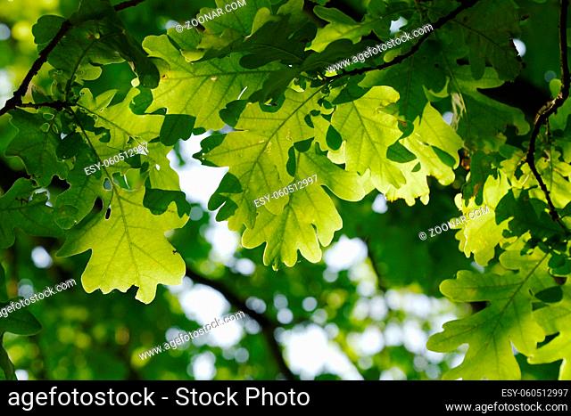 Green leaves of a tree