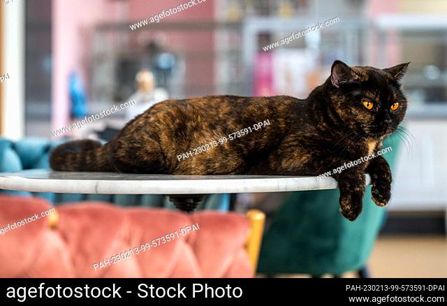 PRODUCTION - 09 February 2023, Saxony, Chemnitz: Cat ""Fine"" lies on a table in the cat lounge ""Ciao Mau"" in Chemnitz