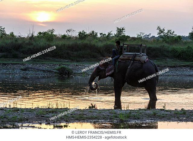 Nepal, Narayani zone, Sauraha, Chitwan national park listed as World Heritage by UNESCO, elephant driver on his elephant at sunset