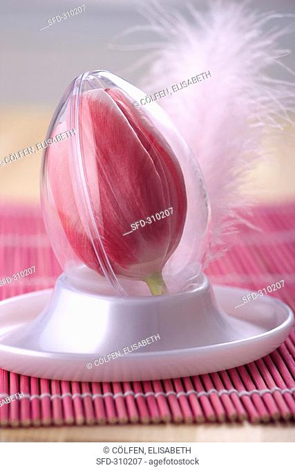 A pink tulip in plastic egg mould