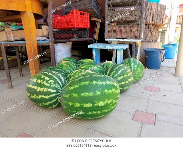 The harvest of watermelons in the yard on the tile. The fruits of watermelon