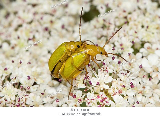 Sulphur beetle (Cteniopus flavus), mating, Germany