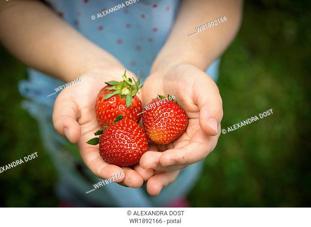 Little girl holding strawberries in her hands, close-up
