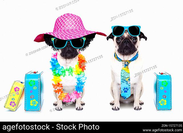 couple of pug dog ready to depart for summer vacation with sunglasses and luggage