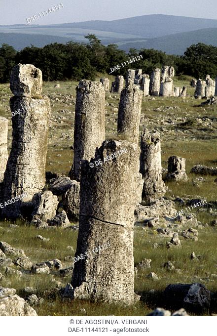 Cylindrical limestone monoliths in the petrified forest of Pobiti Kamani, near Varna, Bulgaria