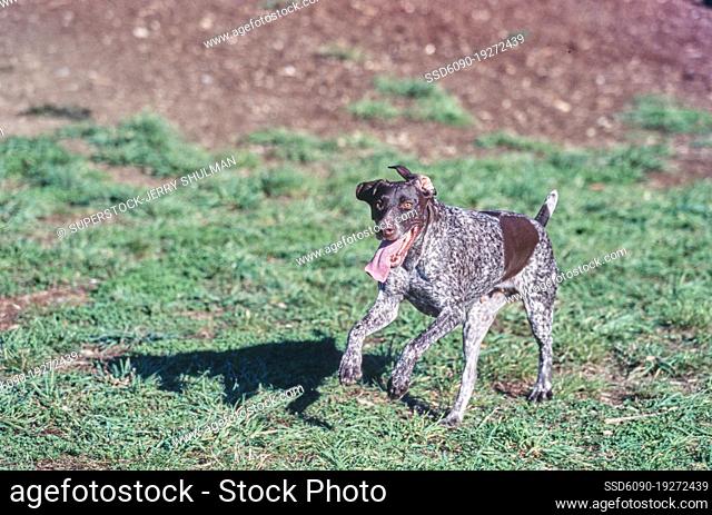 German Short Haired Pointer running outside in field