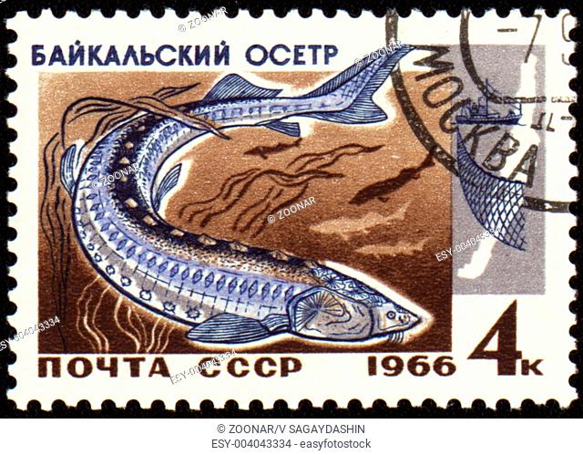 USSR - CIRCA 1966: stamp printed in USSR shows Baikal sturgeon