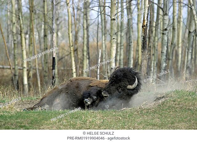 American Bison, bull, Plains Buffalo, Bison bison bison