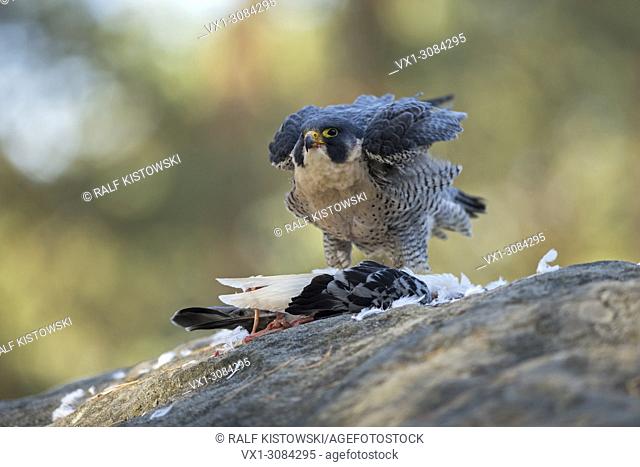 Peregrine Falcon ( Falco peregrinus ) feeding on prey, in natural surrounding, shaking off its feathers, wildlife, Europe
