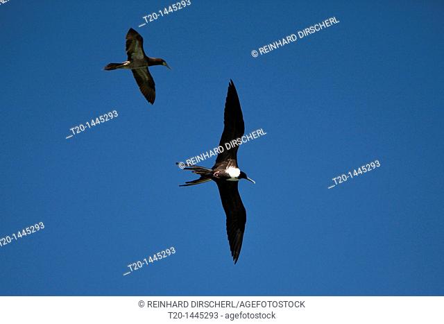 Female Magnificent Frigatebird in Flight, Fregata magnificens, Los Haitises National Park, Dominican Republic