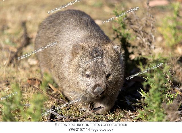 Common Wombat (Vombatus ursinus), Maria Island, Tasmania, Australia