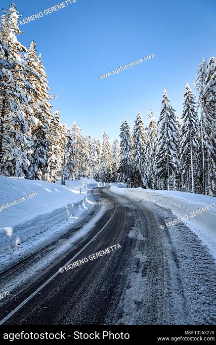 Europe, Italy, Veneto, province of Belluno, Dolomites. Mountain road through a forest, snow, daylight, trees after a heavy snowfall