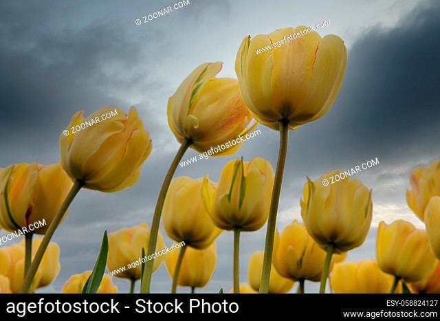 Beautiful yellow tulips looking upwards to the sky with dark clouds