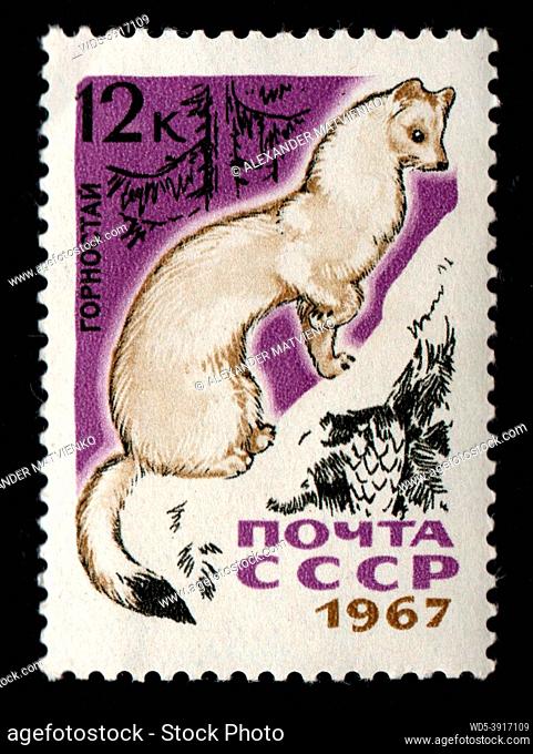 USSR - CIRCA 1967: Ermine on postage stamp. Stamp printed in USSR. short-tailed weasel on post stamp. History on post stamp