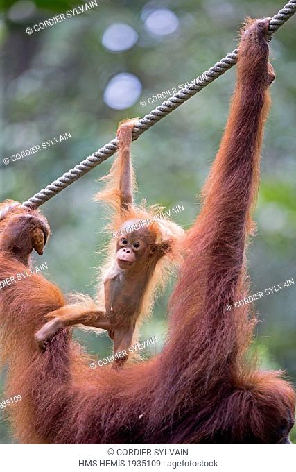 Malaysia, Sarawak state, Kuching, Semenggoh Wildlife Rehabilitation Center, Bornean orangutan (Pongo pygmaeus pygmaeus), adult female with baby