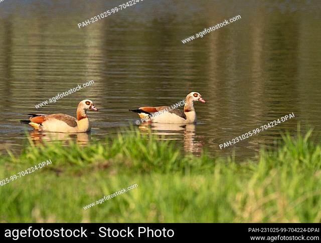 09 April 2023, Lower Saxony, Friesoythe: 09.04.2023, Friesoythe. Two Egyptian geese (Alopochen aegyptiaca) swimming on a pond in a park
