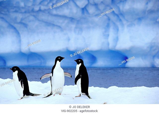 Three Adelie penguins on a ice floe in Antarctica. - SOUTH ORKNEY ISLANDS, ANTARCTIC, 10/01/2006