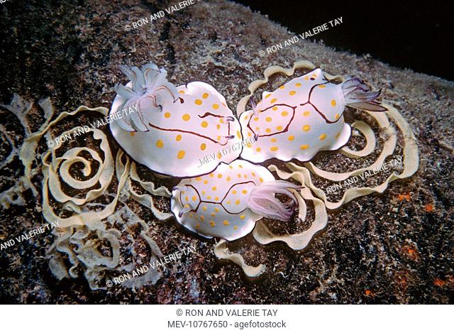 Nudibranch - Laying eggs on a destroyed oil rig at 35meters (Chromodoris sp.)