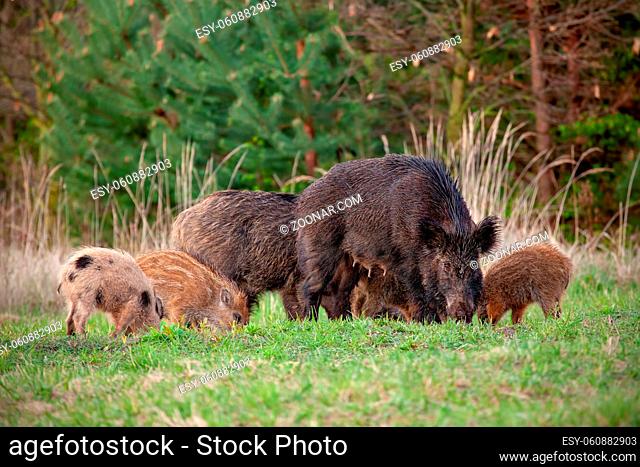 Wild boar, sus scrofa, herd with mother wild sow and young stripped piglets grazing on a green meadow in spring. Group of wild animals feeding in nature