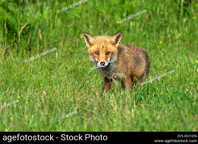 Fox cub-Vulpes vulpes