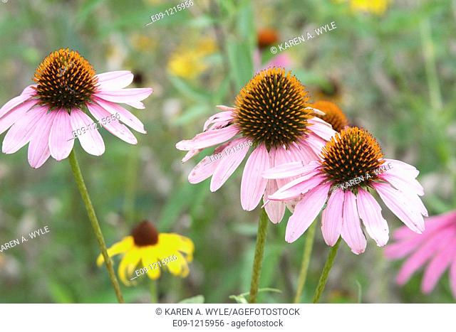 three pink daisies with orange centers, in field, Indiana